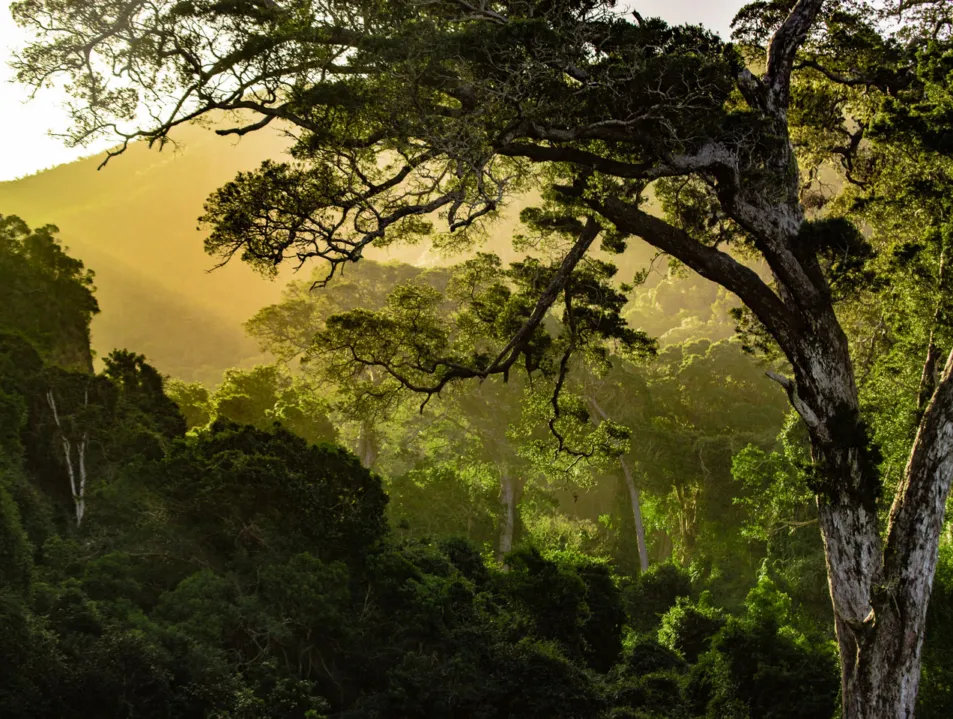 IETA issues guidelines for high-integrity use of carbon credits